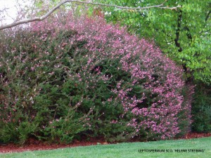 Leptospermum scoparium 'Helene Strybing'